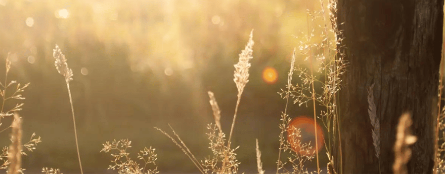 Ode to Spring